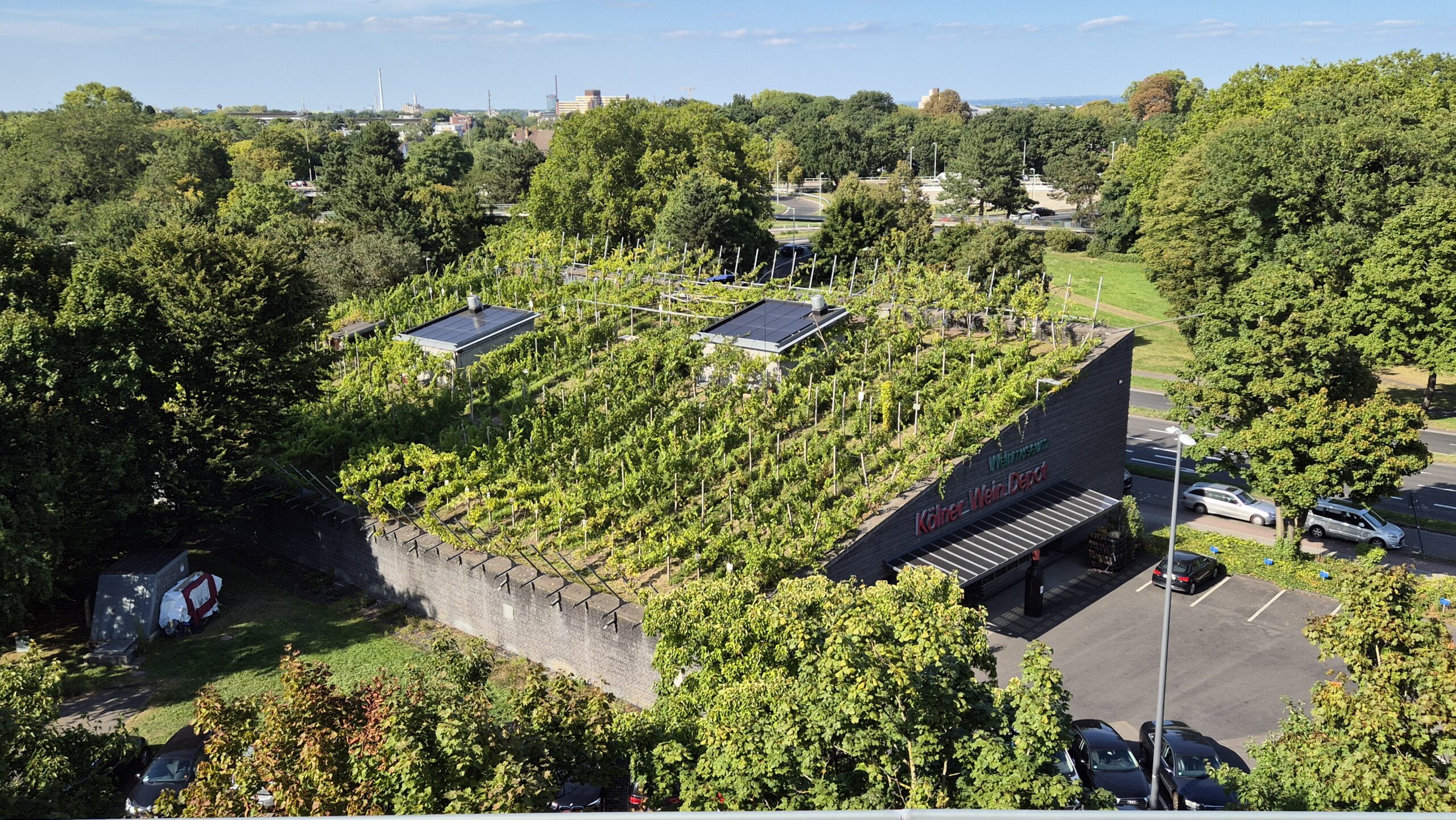 Weinberg Monte Vino Colonia